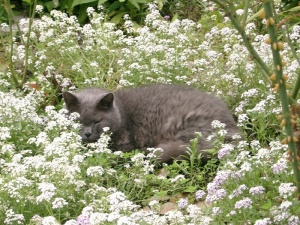 kat Bartje in de bloemetjes