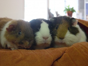 3 cavia's op een rij